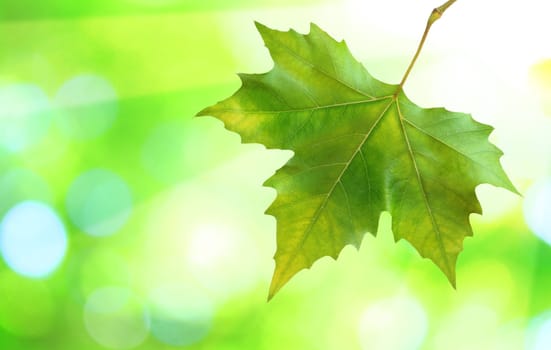 Beautiful green leaves with green background in spring