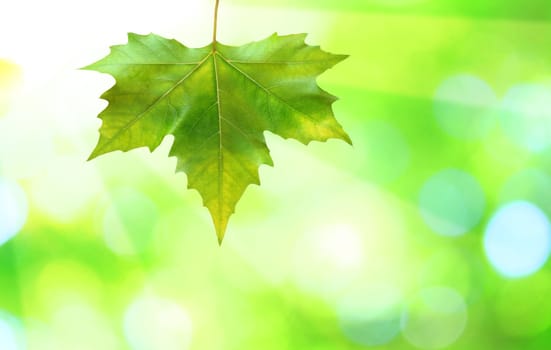 Beautiful green leaves with green background in spring