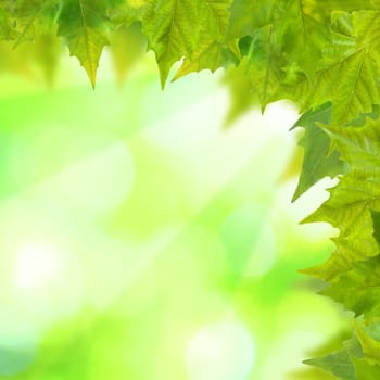 Beautiful green leaves with green background in spring