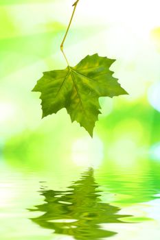 Beautiful green leaves with green background and reflection in spring