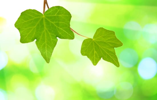 Beautiful green leaves with green background in spring