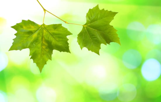 Beautiful green leaves with green background in spring