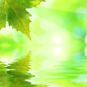 Beautiful green leaves with green background and reflection in spring