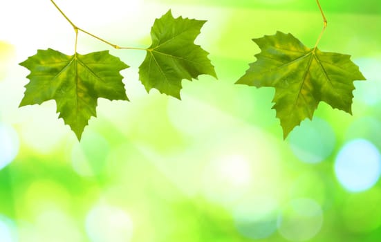 Beautiful green leaves with green background in spring