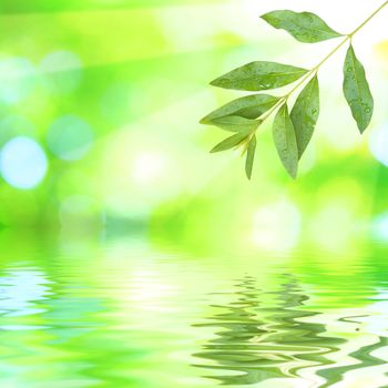 Beautiful green leaves with green background and reflection in spring