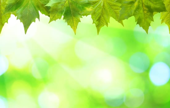 Beautiful green leaves with green background in spring