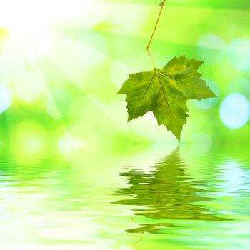 Beautiful green leaves with green background and reflection in spring