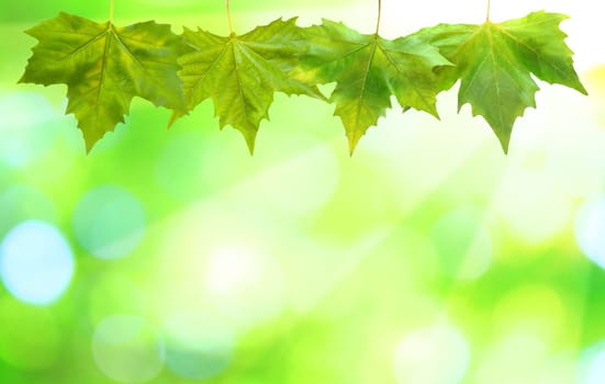 Beautiful green leaves with green background in spring