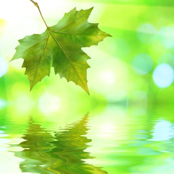 Beautiful green leaves with green background and reflection in spring