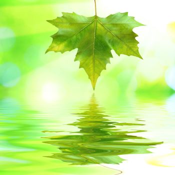 Beautiful green leaves with green background and reflection in spring