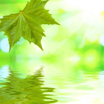 Beautiful green leaves with green background and reflection in spring