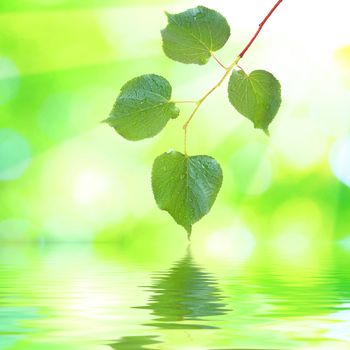 Beautiful green leaves with green background and reflection in spring