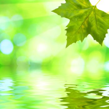 Beautiful green leaves with green background and reflection in spring