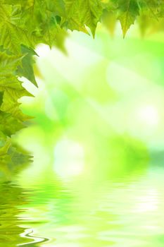 Beautiful green leaves with green background and reflection in spring