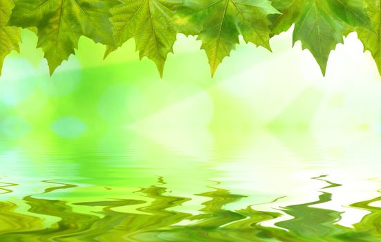 Beautiful green leaves with green background and reflection in spring