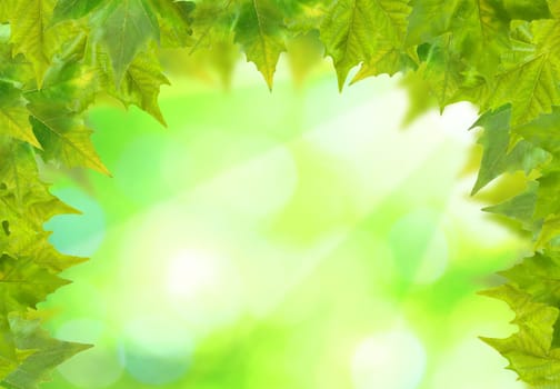 Beautiful green leaves with green background in spring