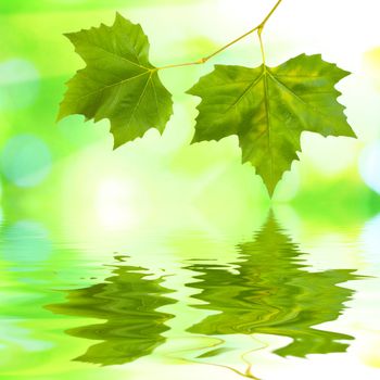 Beautiful green leaves with green background and reflection in spring