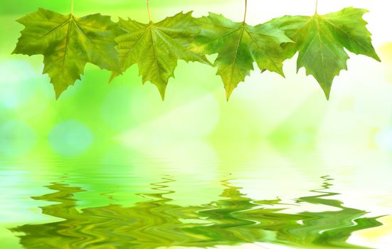 Beautiful green leaves with green background and reflection in spring