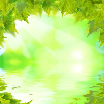 Beautiful green leaves with green background and reflection in spring