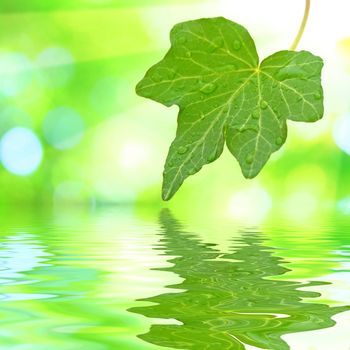 Beautiful green leaves with green background and reflection in spring