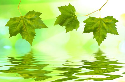 Beautiful green leaves with green background and reflection in spring