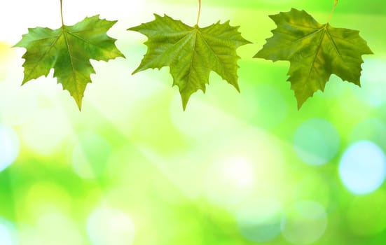 Beautiful green leaves with green background in spring