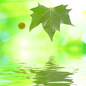 Beautiful green leaves with green background and reflection in spring