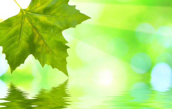 Beautiful green leaves with green background and reflection in spring