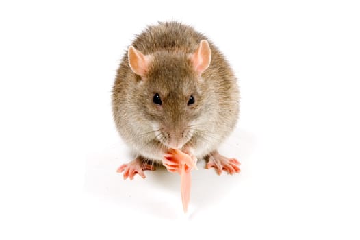 Brown Rat eating meat in front of a white background