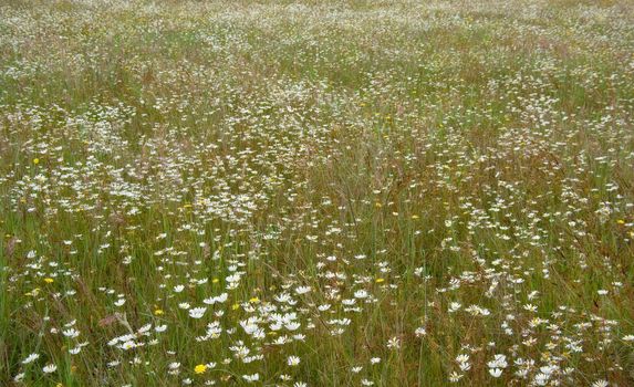 beautiful field of white daisy flowers soft dreamy focus