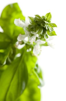 Fresh Basil Plant Leaves and Sprout Abstract Growing on the Vine.