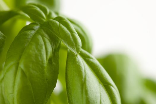 Fresh Basil Plant Leaves Abstract Growing on the Vine.