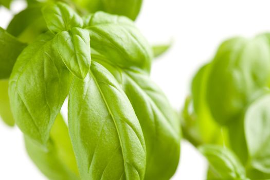 Fresh Basil Plant Leaves Abstract Growing on the Vine.