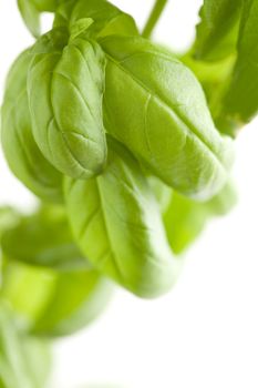 Fresh Basil Plant Leaves Abstract Growing on the Vine.