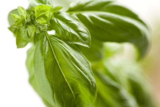 Fresh Basil Plant Leaves and Sprout Abstract Growing on the Vine.