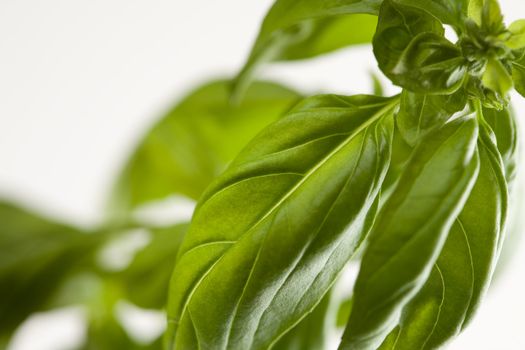 Fresh Basil Plant Leaves and Sprout Abstract Growing on the Vine.