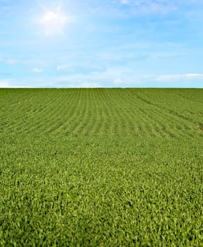 great image of green fields on a beautiful day