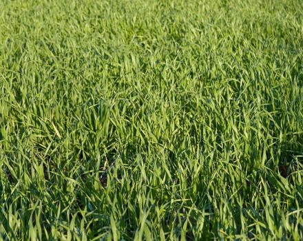 new wheat grass background
