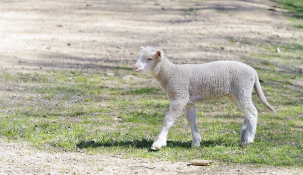 great image of a lamb on the farm