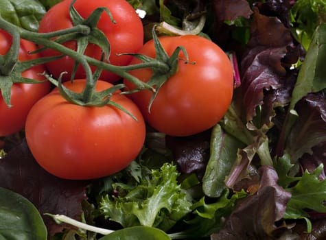 great image of freshly picked tomatoes and lettuce