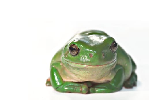 litoria caerula, green tree frog isolated on white background