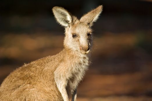 an eastern gray kangaroo in natural habitat up close