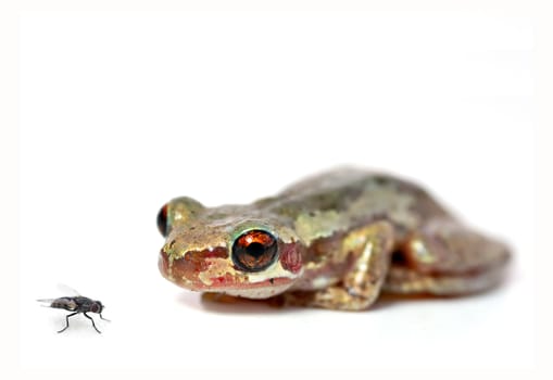 a red eyed bleating tree frog (litoria dentata) crouchs and looks at a fly on a white background