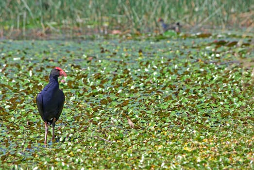 a water hen walking around the lilypads in the wetlands