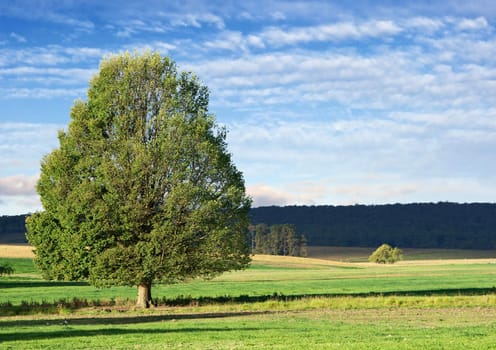 landscape of a single green bushy tree in green field