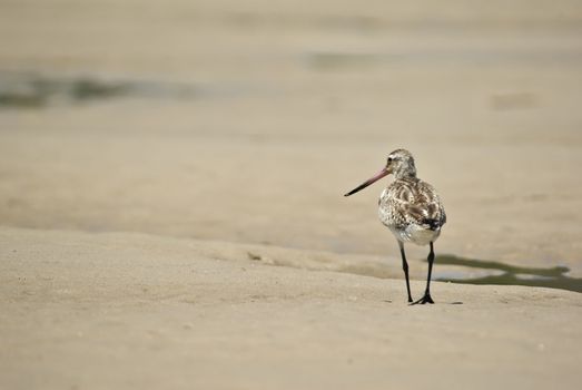 sand piper walks away narrow dof only head in focus