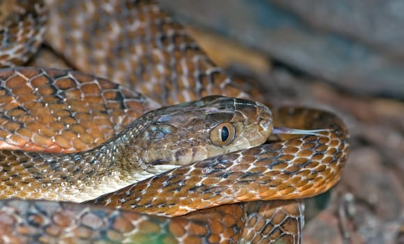 australian common tiger snake Notechis scutatus lays coiled up and flicks tonque out