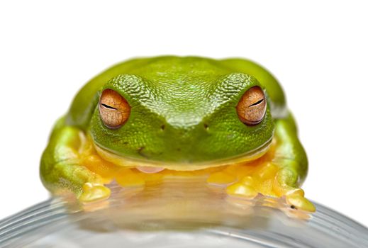 a nice big green tree frog sits on glass