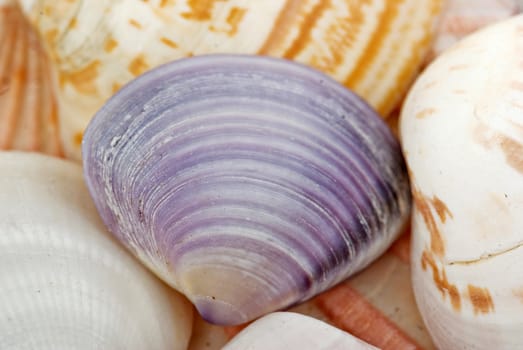 great image of some sea shells  at the beach