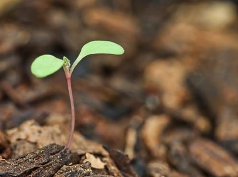 great image of a little sprout of a plant in the garden
